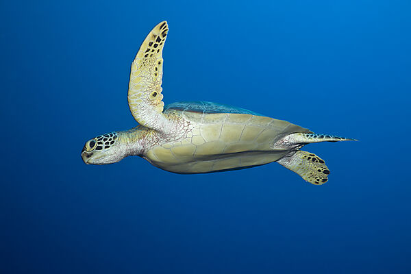 Green Turtle