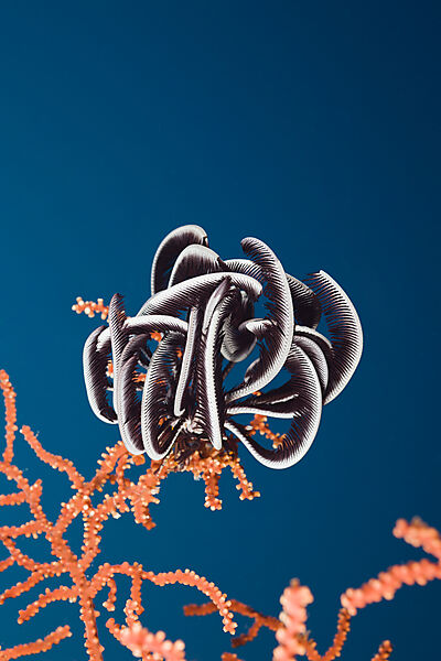 Crinoid sit on Sea Fan