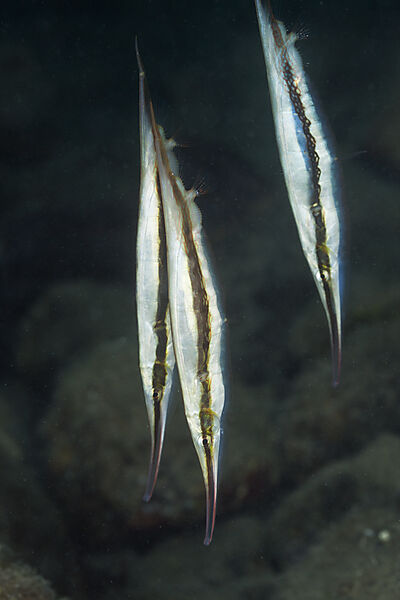 Striped Razorfish