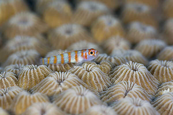 Striped Goby