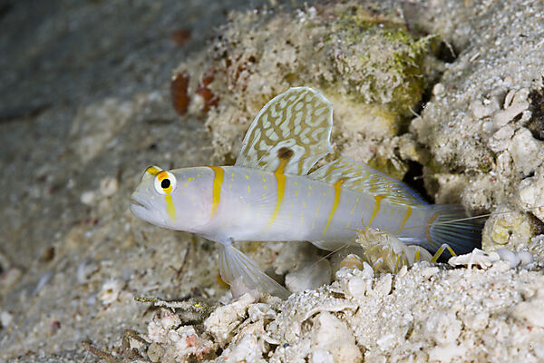 Symbiotic between Randalls Prawn-Goby and Pistol Shrimp