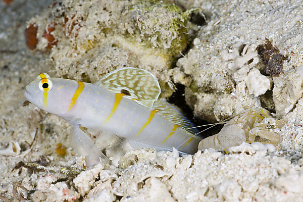 Symbiotic between Randalls Prawn-Goby and Pistol Shrimp