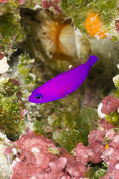 Magenta Dottyback