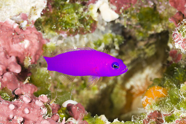Magenta Dottyback