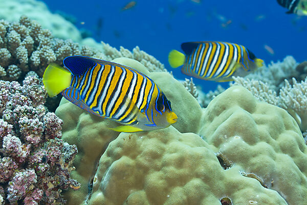 Regal Angelfish