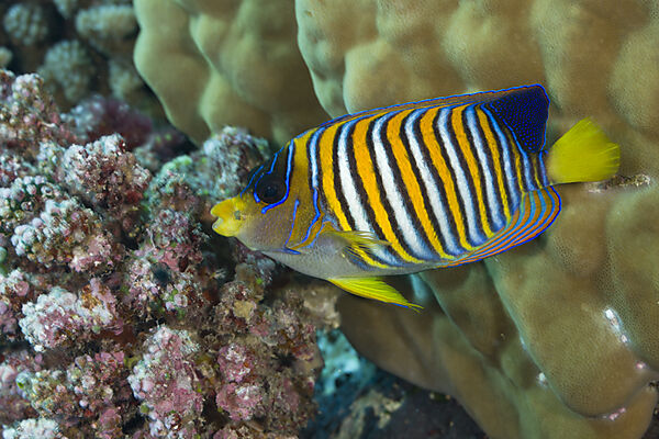 Regal Angelfish