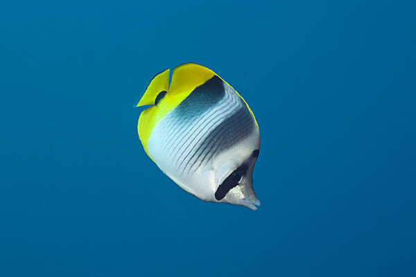 Double-saddle Butterflyfish