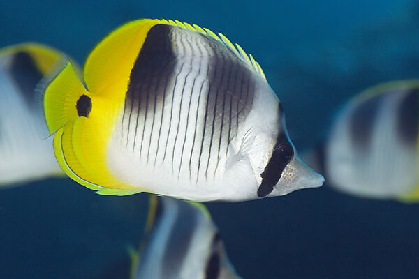 Double-saddle Butterflyfish