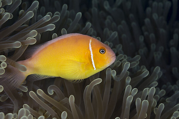 Halsband-Anemonenfisch