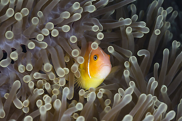 Halsband-Anemonenfisch