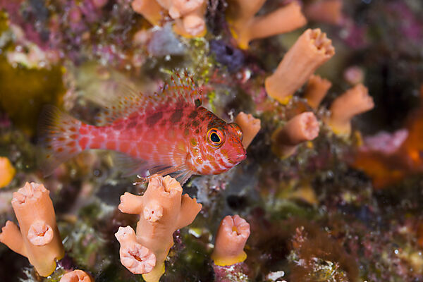 Pixy Hawkfish