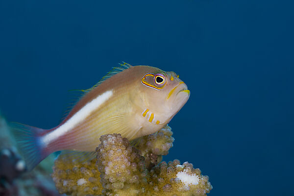 Arc-eye Hawkfish