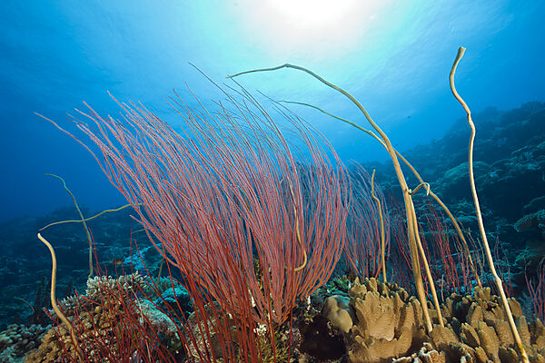 Reef with Whip Corals