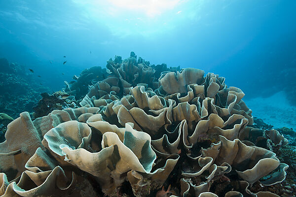 Lettuce Coral Stone Coral