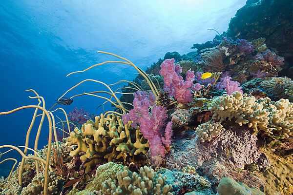 Reef with Sea Whips and Soft Corals