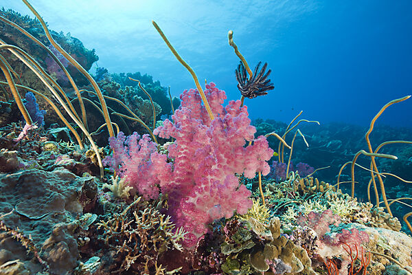 Reef with Sea Whips and Soft Corals