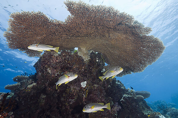 Diagonal-banded Sweetlips under Table Coral