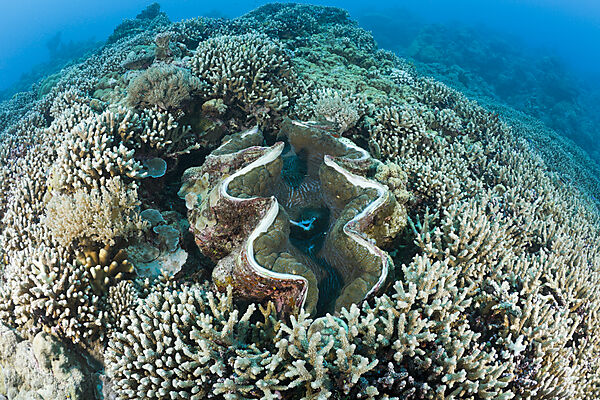 Giant Clam between Branching Corals
