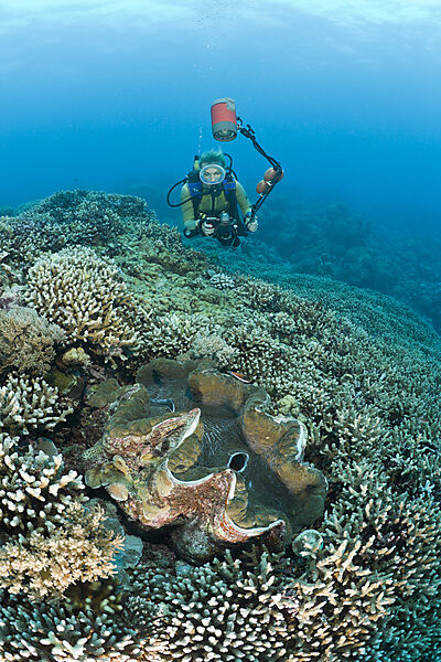Diver and Giant Clam