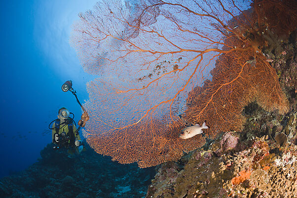 Diver and Sea Fan