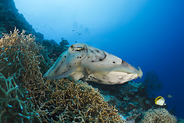 Broadclub Cuttlefish guarding Clutch