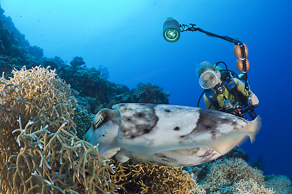 Diver watch Broadclub Cuttlefish laying Eggs