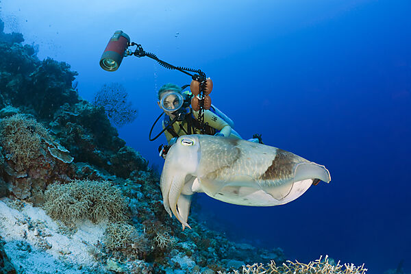 Diver and Broadclub Cuttlefish