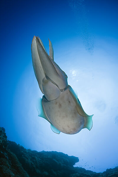 Broadclub Cuttlefish