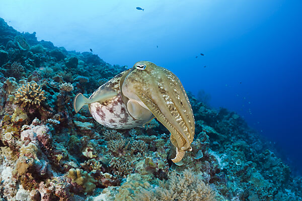 Broadclub Cuttlefish