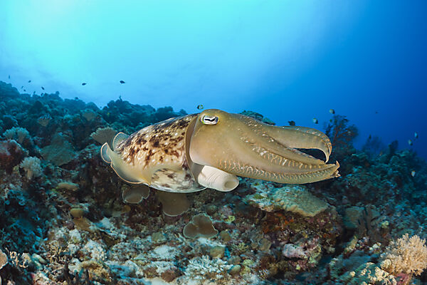 Broadclub Cuttlefish