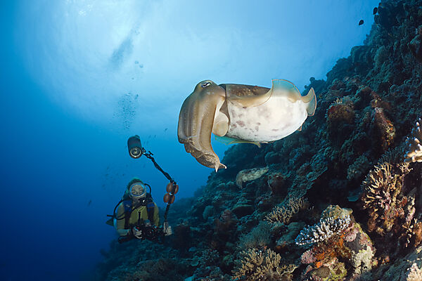 Diver and Broadclub Cuttlefish