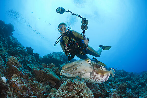 Diver and Broadclub Cuttlefish
