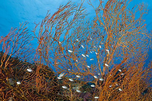 Shoal of Chromis in Sea Fan