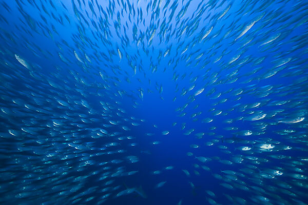 Shoal of Mackerel Scads