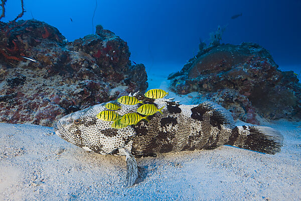 Malabar Grouper and Pilotfishes