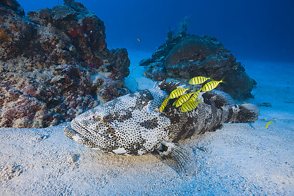Malabar Grouper and Pilotfishes
