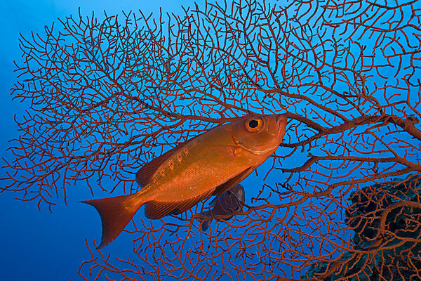 Red Crescent-tail Bigeye
