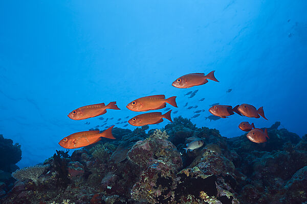 Red Crescent-tail Bigeye