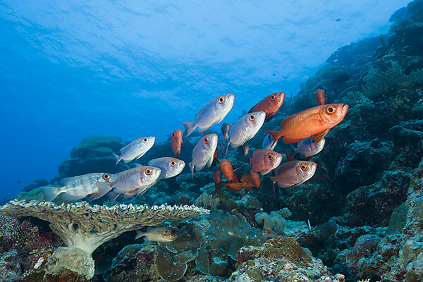 Group of Red Crescent-tail Bigeye