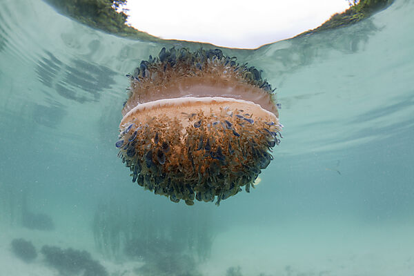 Wurzelmundqualle an Wasseroberflaeche