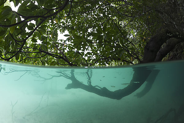 Mangroven-Baeume ragen ins Wasser