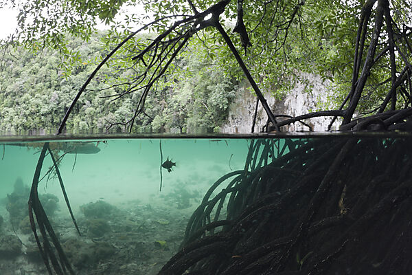 Mangroven-Baeume ragen ins Wasser