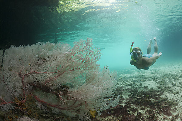 Snorkeling at Risong Bay