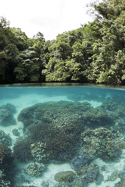 Korallen in der Risong Bay