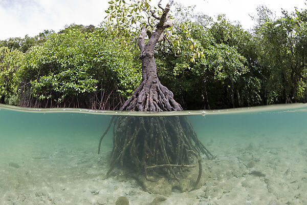 Risong Bay Mangroven