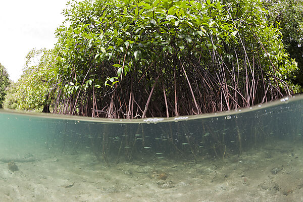 Risong Bay Mangroven