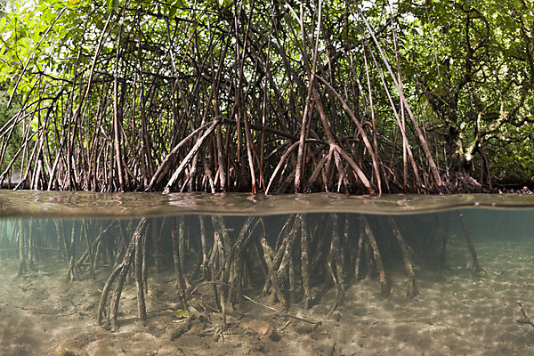 Risong Bay Mangroven