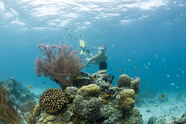 Snorkeling in Palau