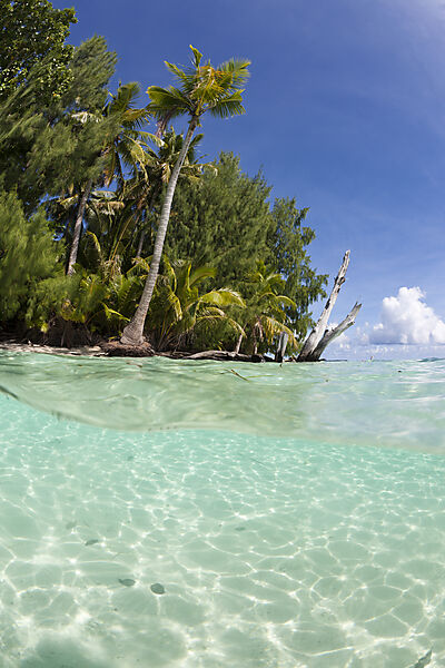 Palmenstrand und Lagune
