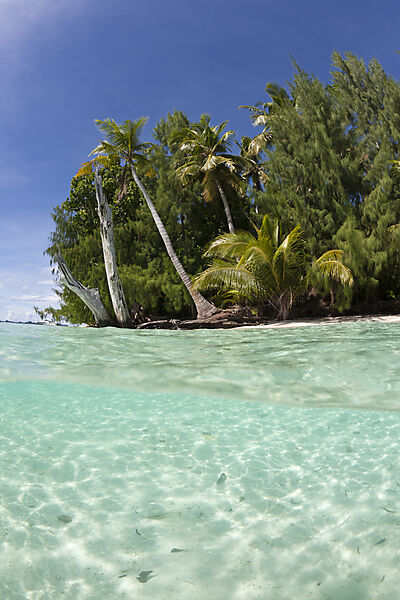 Lagune und Palmenstrand
